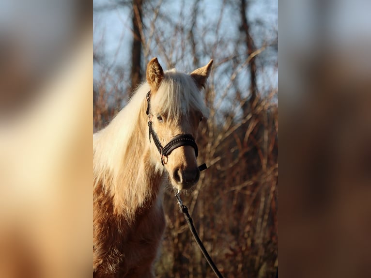 American Quarter Horse Mare 1 year 14,2 hh Palomino in Hellenthal