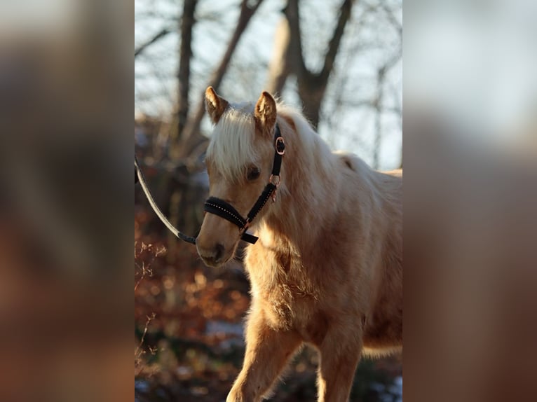 American Quarter Horse Mare 1 year 14,2 hh Palomino in Hellenthal