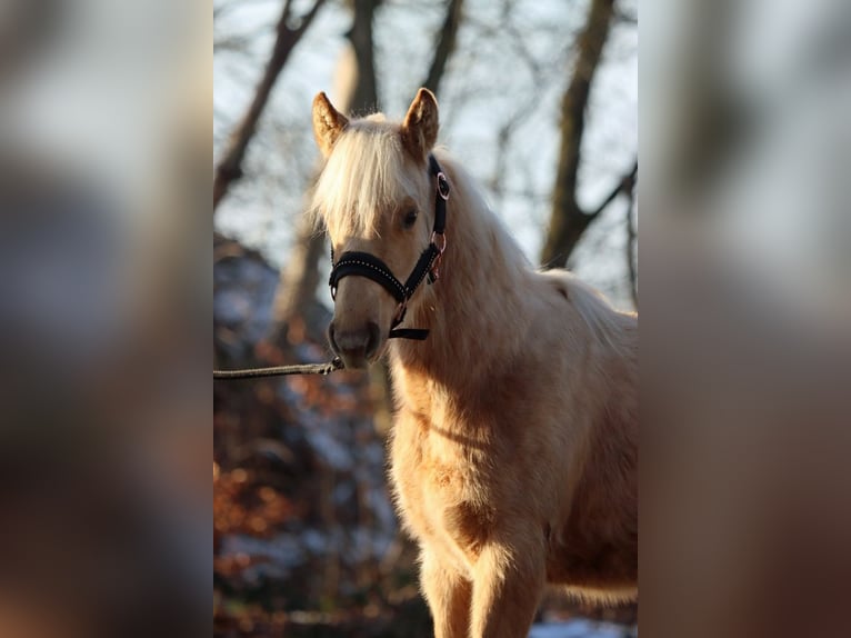 American Quarter Horse Mare 1 year 14,2 hh Palomino in Hellenthal