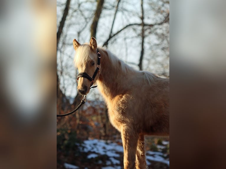 American Quarter Horse Mare 1 year 14,2 hh Palomino in Hellenthal