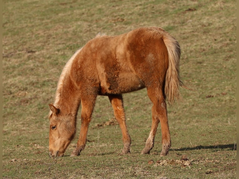 American Quarter Horse Mare 1 year 14,2 hh Palomino in Morschen