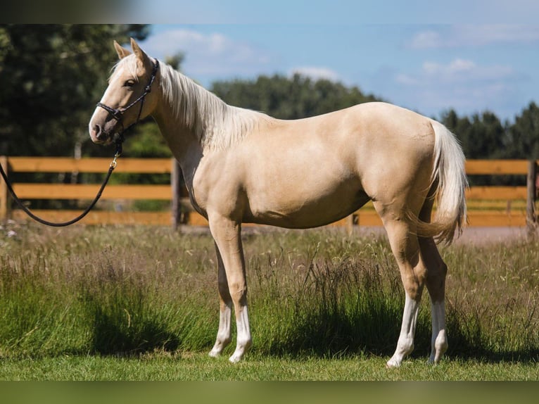 American Quarter Horse Mare 1 year 14,2 hh Palomino in Diepenau