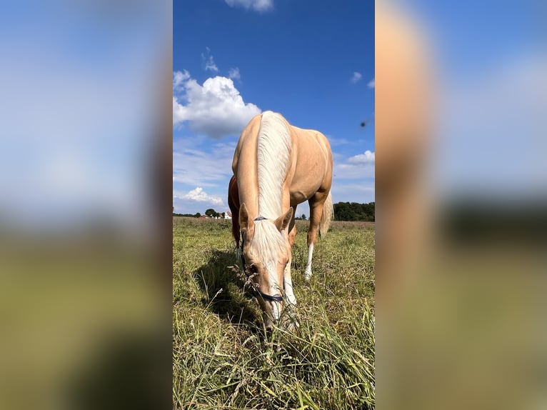 American Quarter Horse Mare 1 year 14,2 hh Palomino in Diepenau