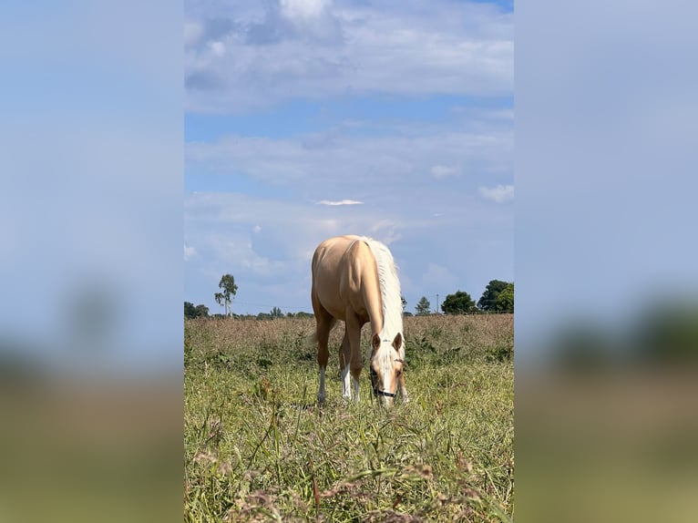 American Quarter Horse Mare 1 year 14,2 hh Palomino in Diepenau