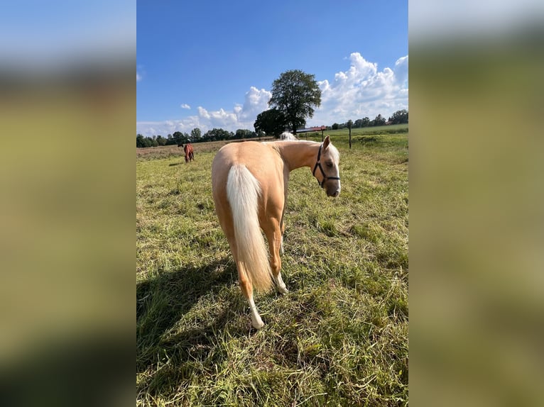 American Quarter Horse Mare 1 year 14,2 hh Palomino in Diepenau