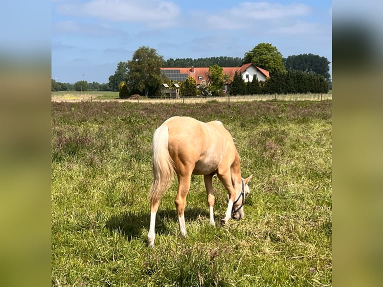 American Quarter Horse Mare 1 year 14,2 hh Palomino in Diepenau