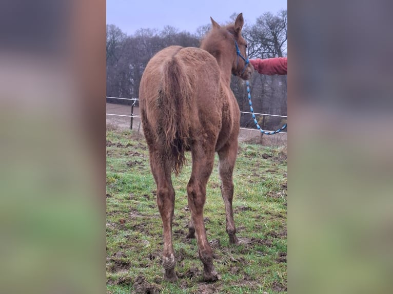 American Quarter Horse Mare 1 year 14.2 hh Red Dun in Echternacherbrück