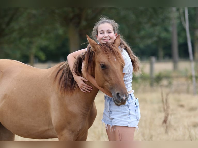 American Quarter Horse Mare 1 year 14.2 hh Red Dun in Nieuwrode