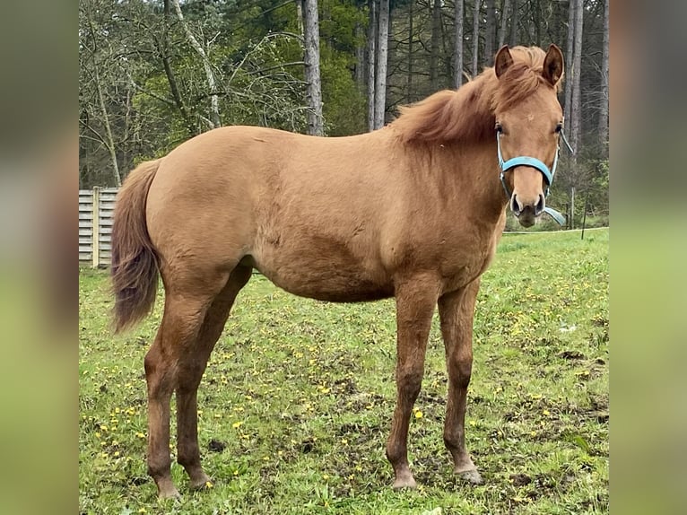 American Quarter Horse Mare 1 year 14,2 hh Red Dun in Herselt
