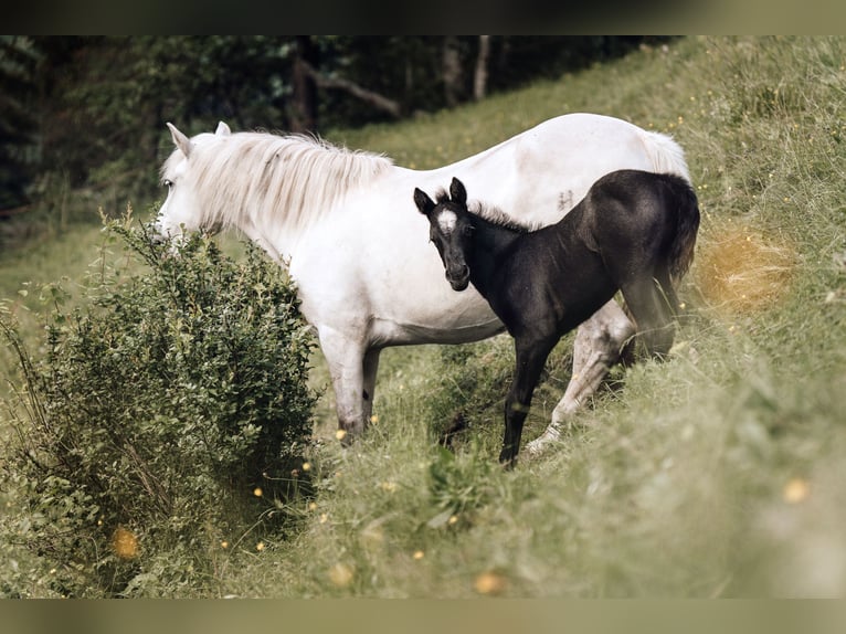 American Quarter Horse Mix Mare 1 year 14,2 hh Roan-Blue in Mörel-Filet