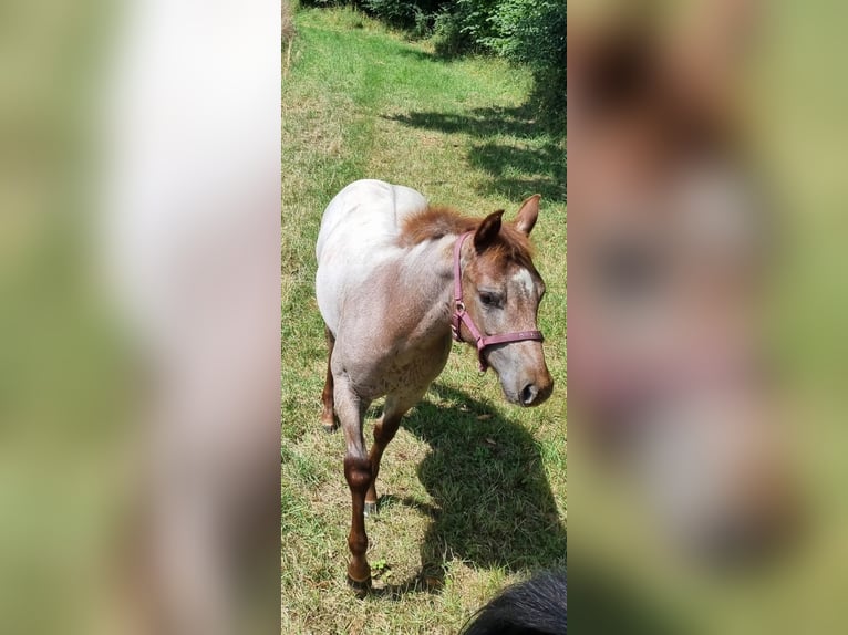 American Quarter Horse Mare 1 year 14,2 hh Roan-Red in Niehl