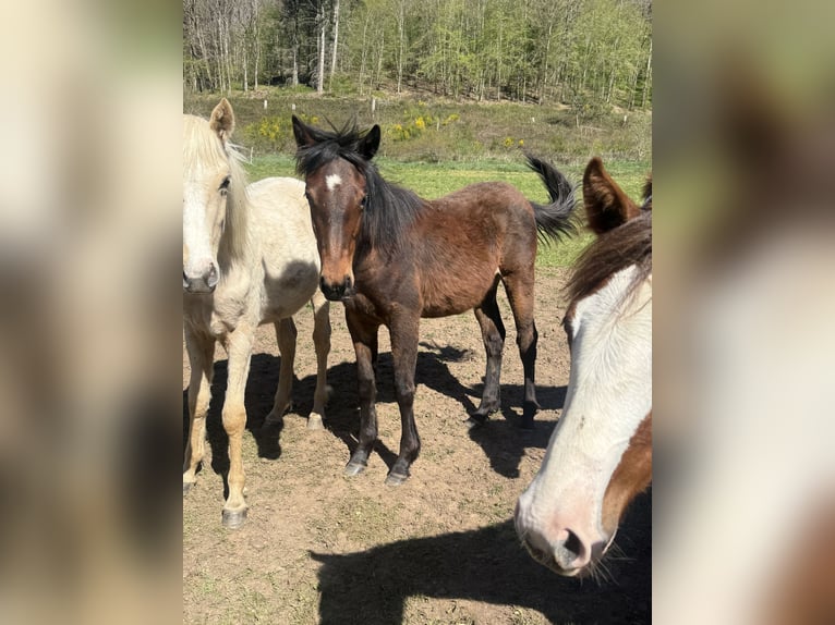 American Quarter Horse Mix Mare 1 year 14.2 hh  in Daleiden