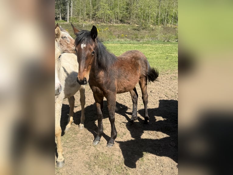 American Quarter Horse Mix Mare 1 year 14.2 hh  in Daleiden