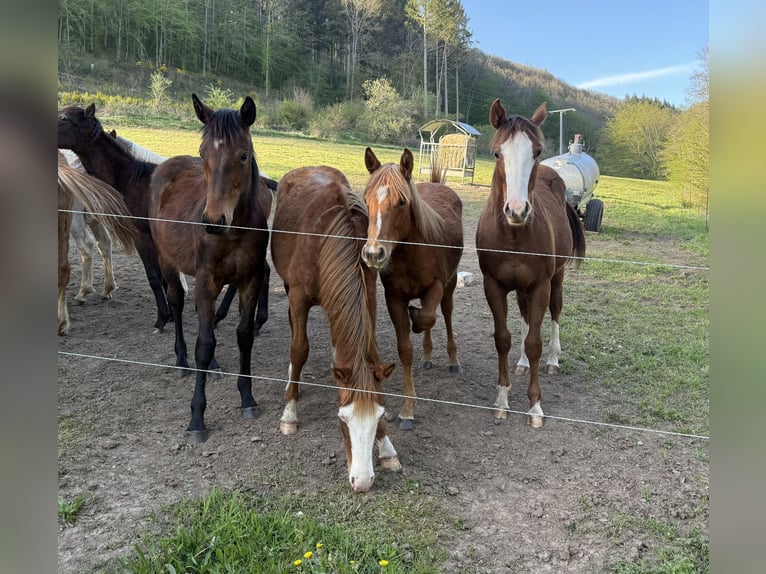 American Quarter Horse Mix Mare 1 year 14.2 hh  in Daleiden