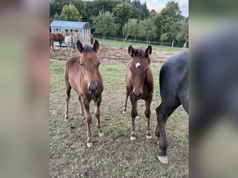 American Quarter Horse Mix Mare 1 year 14.2 hh  in Daleiden