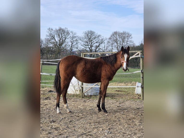 American Quarter Horse Mare 1 year 14.3 hh Brown in Herdwangen-Schönach