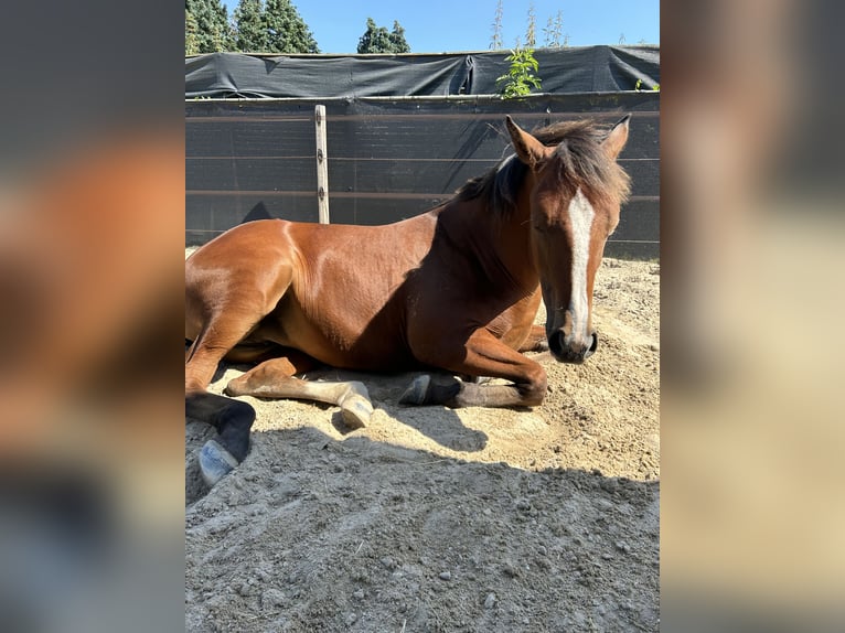 American Quarter Horse Mix Mare 1 year 14,3 hh Brown in Heinsberg