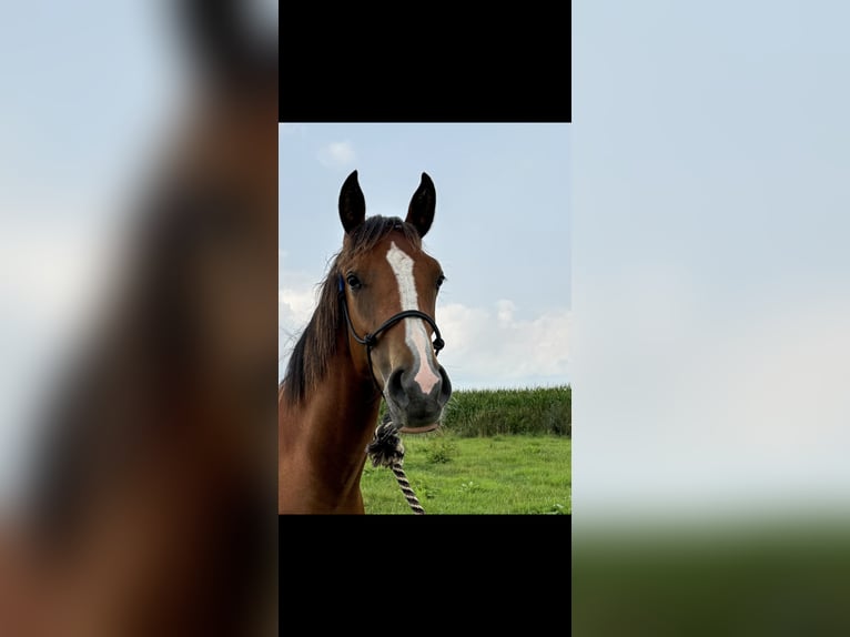 American Quarter Horse Mix Mare 1 year 14,3 hh Brown in Heinsberg