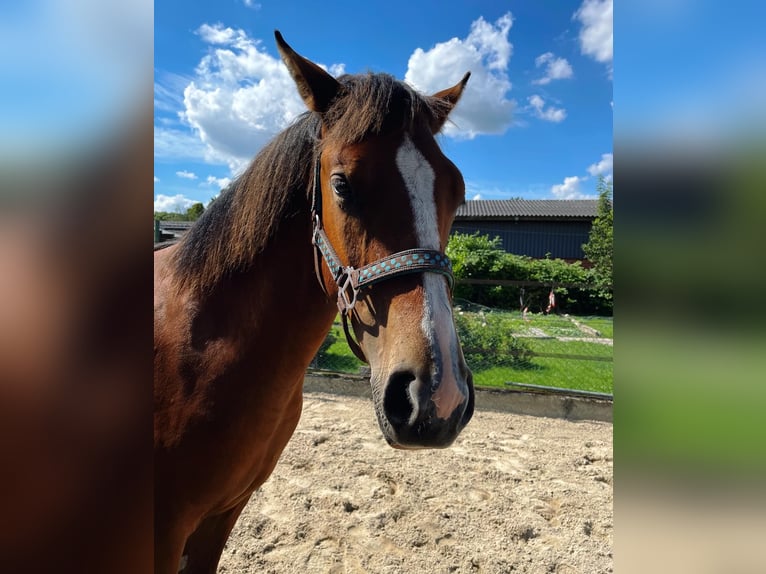 American Quarter Horse Mix Mare 1 year 14,3 hh Brown in Heinsberg