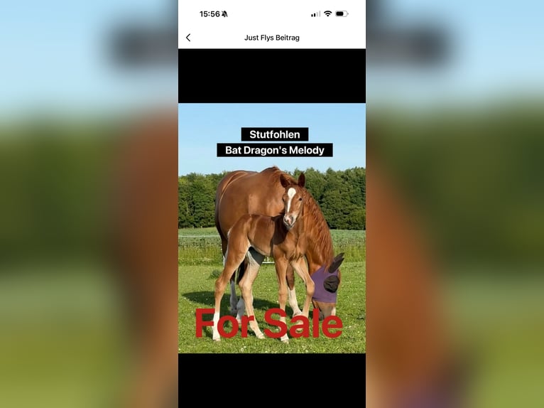 American Quarter Horse Mare 1 year 14.3 hh Chestnut-Red in Schönberg