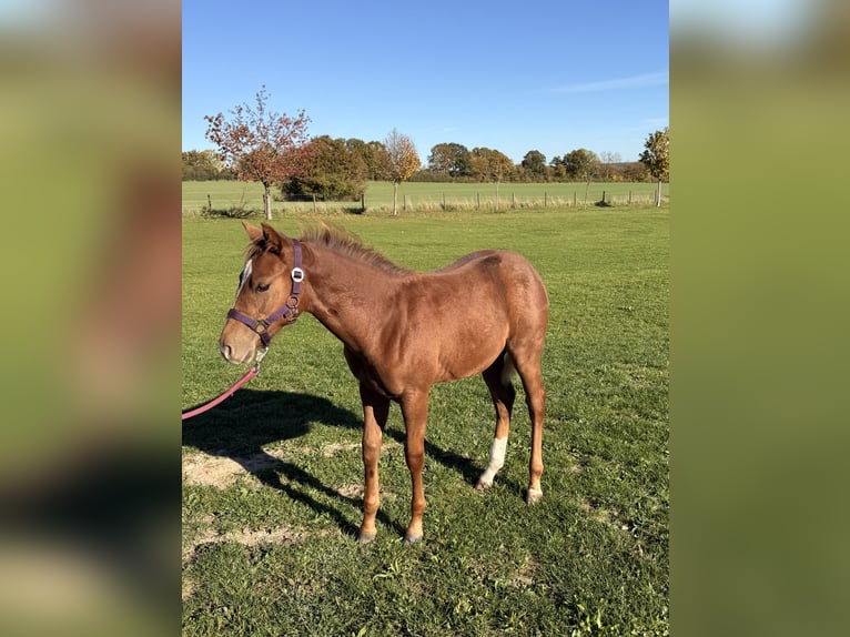 American Quarter Horse Mare 1 year 14.3 hh Chestnut-Red in Schönberg