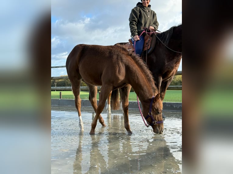 American Quarter Horse Mare 1 year 14.3 hh Chestnut-Red in Schönberg