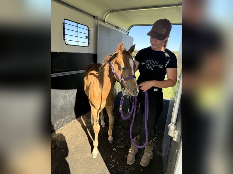 American Quarter Horse Mare 1 year 14.3 hh Chestnut-Red in Schönberg
