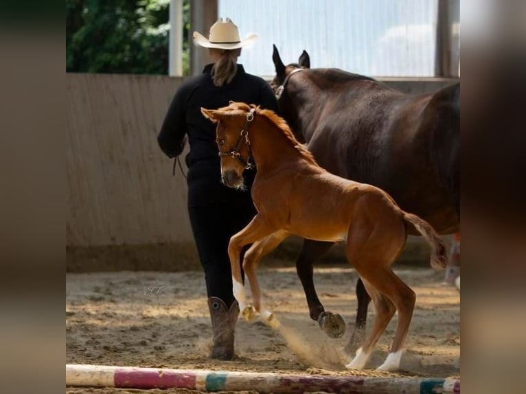 American Quarter Horse Mare 1 year 14,3 hh Chestnut-Red in Herne