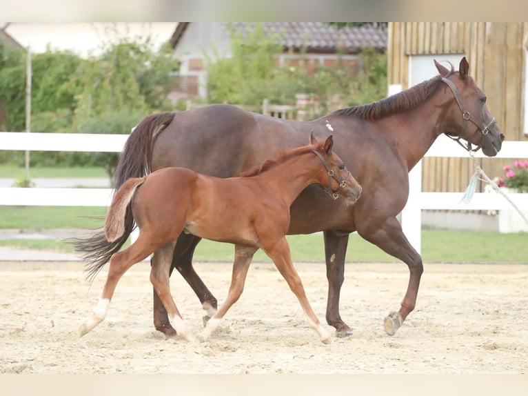 American Quarter Horse Mare 1 year 14,3 hh Chestnut-Red in Herne