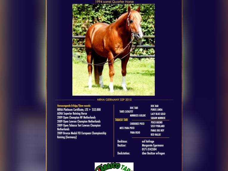 American Quarter Horse Mare 1 year 14,3 hh Chestnut-Red in Herne