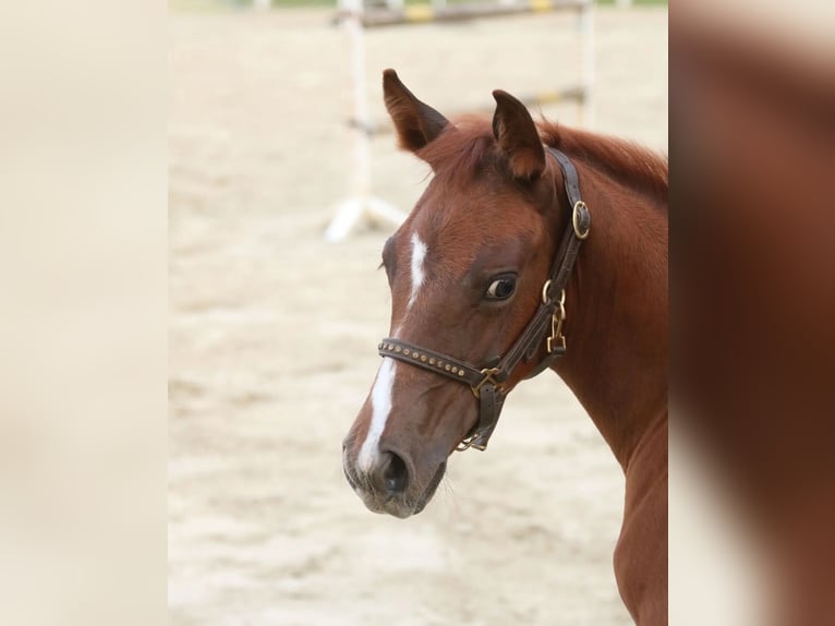 American Quarter Horse Mare 1 year 14,3 hh Chestnut-Red in Herne