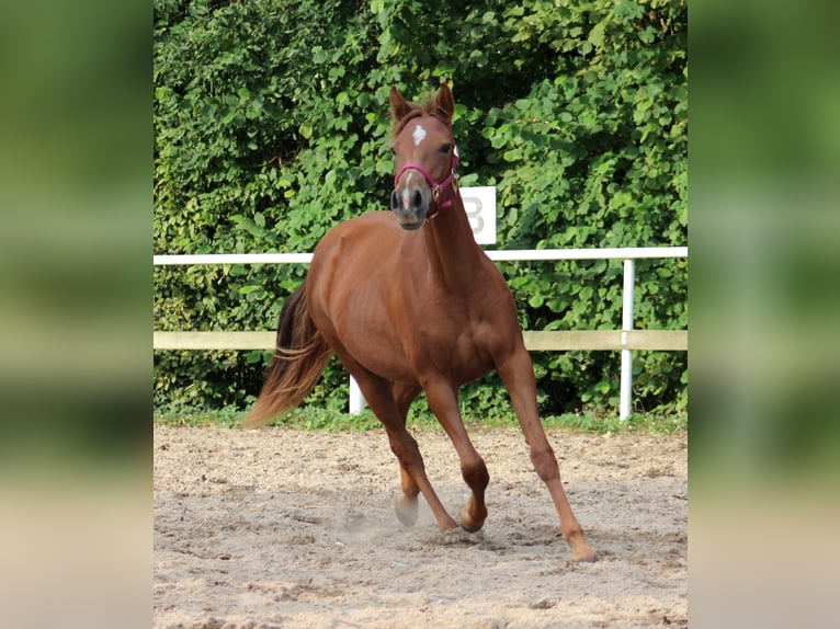 American Quarter Horse Mare 1 year 14,3 hh Chestnut in Stade