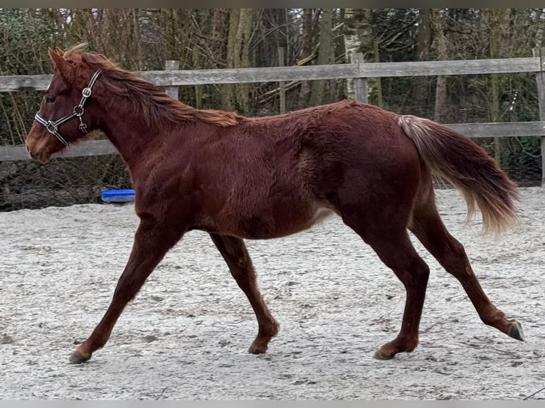 American Quarter Horse Mare 1 year 14.3 hh Chestnut in Moorweg