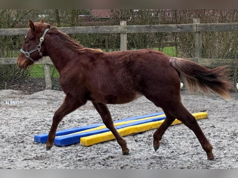 American Quarter Horse Mare 1 year 14.3 hh Chestnut in Moorweg
