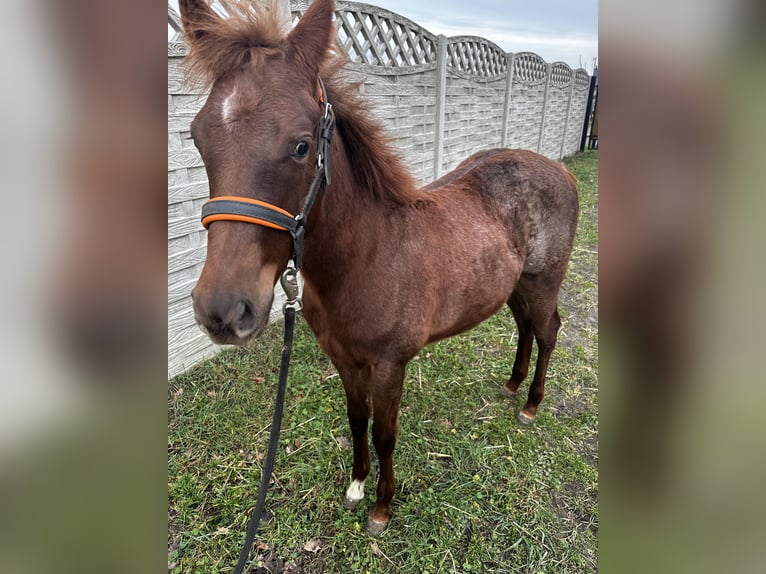 American Quarter Horse Mare 1 year 14,3 hh Gray-Red-Tan in Leszno