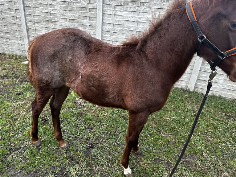 American Quarter Horse Mare 1 year 14,3 hh Gray-Red-Tan in Leszno