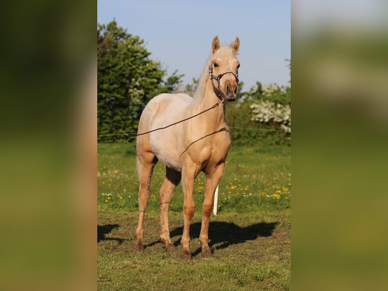 American Quarter Horse Mare 1 year 14,3 hh Palomino in Börgerende-Rethwisch