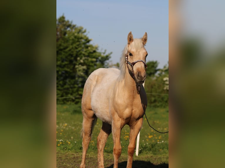 American Quarter Horse Mare 1 year 14,3 hh Palomino in Börgerende-Rethwisch