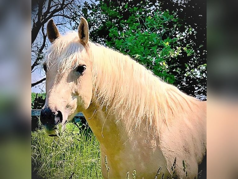 American Quarter Horse Mare 1 year 14,3 hh Palomino in Edemissen