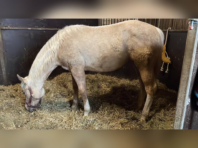 American Quarter Horse Mare 1 year 14,3 hh Palomino in Ribe