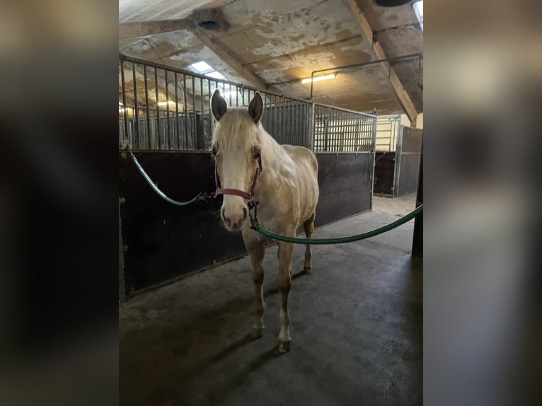 American Quarter Horse Mare 1 year 14,3 hh Palomino in Ribe