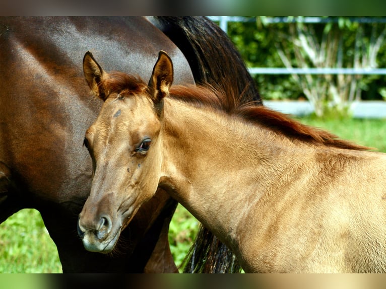 American Quarter Horse Mare 1 year 14,3 hh Red Dun in Castelletto