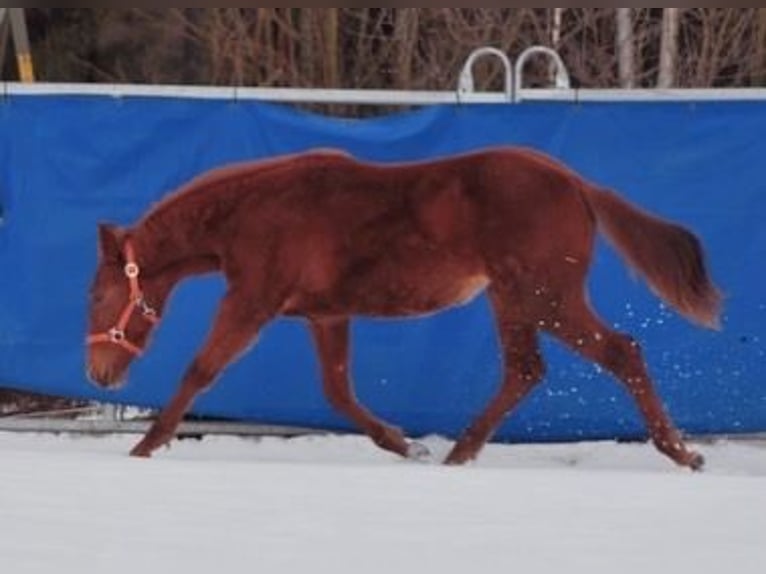 American Quarter Horse Mare 1 year 14 hh Chestnut-Red in Mehlmeisel