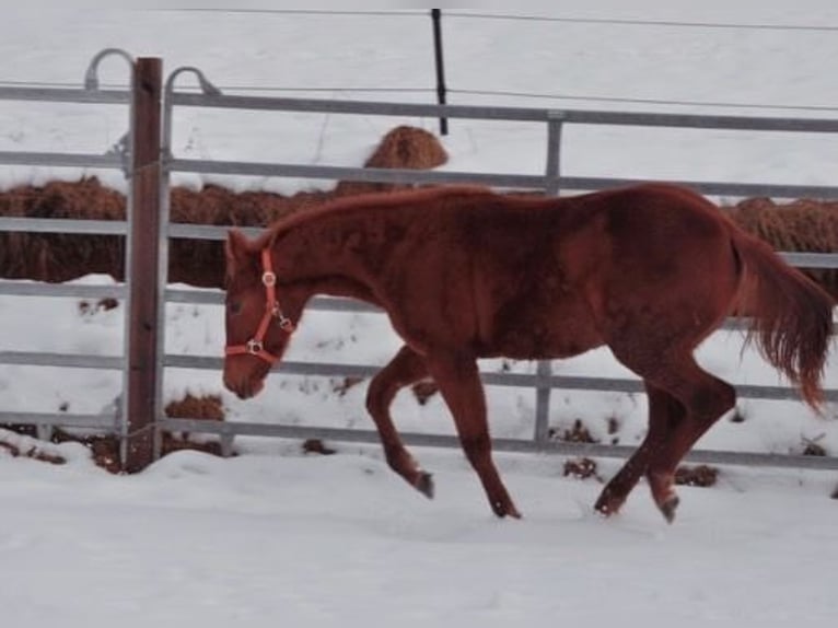 American Quarter Horse Mare 1 year 14 hh Chestnut-Red in Mehlmeisel
