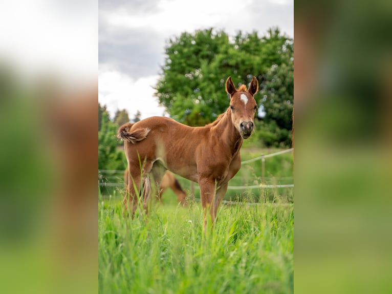 American Quarter Horse Mare 1 year 14,1 hh Chestnut in Villingen-Schwenningen