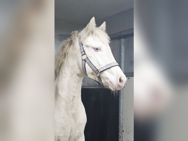 American Quarter Horse Mix Mare 1 year 14,1 hh Perlino in Groesbeek