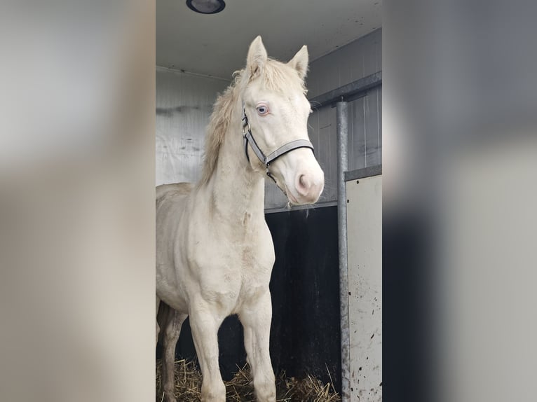 American Quarter Horse Mix Mare 1 year 14,1 hh Perlino in Groesbeek