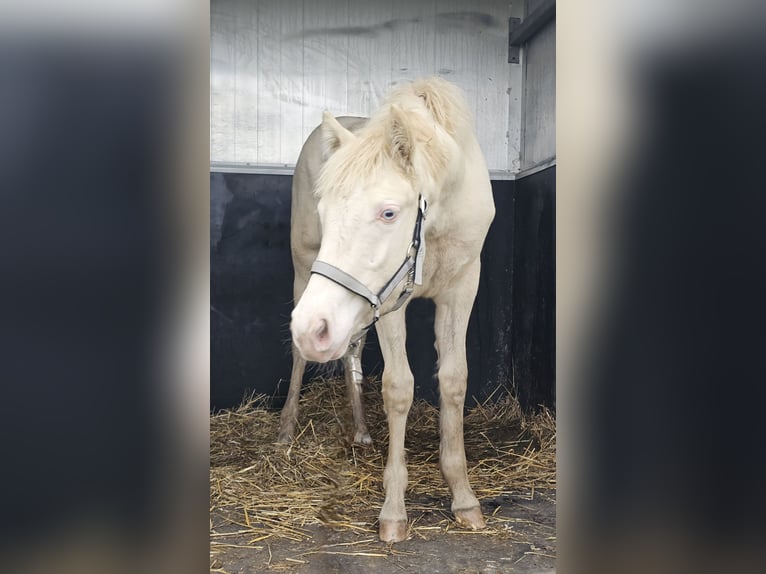 American Quarter Horse Mix Mare 1 year 14,1 hh Perlino in Groesbeek