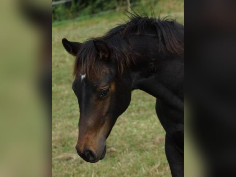 American Quarter Horse Mare 1 year 14,2 hh Bay-Dark in Linsburg