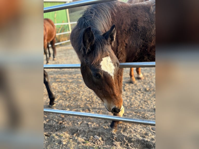 American Quarter Horse Mare 1 year 14,2 hh Bay-Dark in Höringen